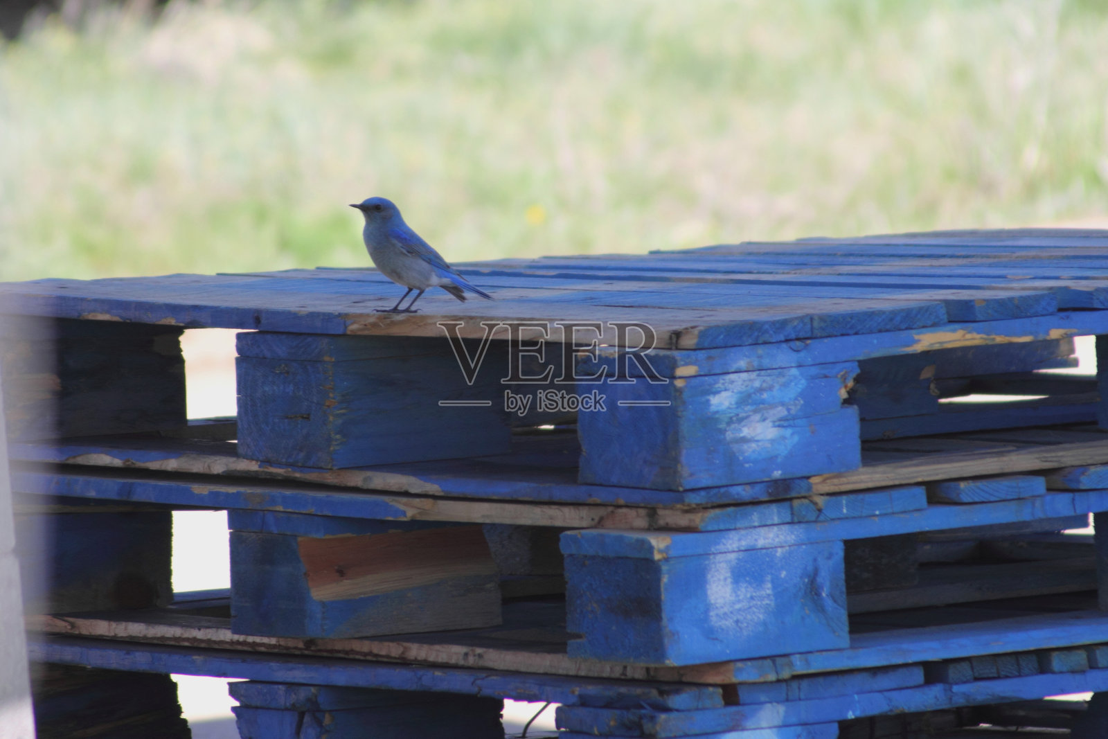 蓝色托盘上的蓝色小鸟照片摄影图片