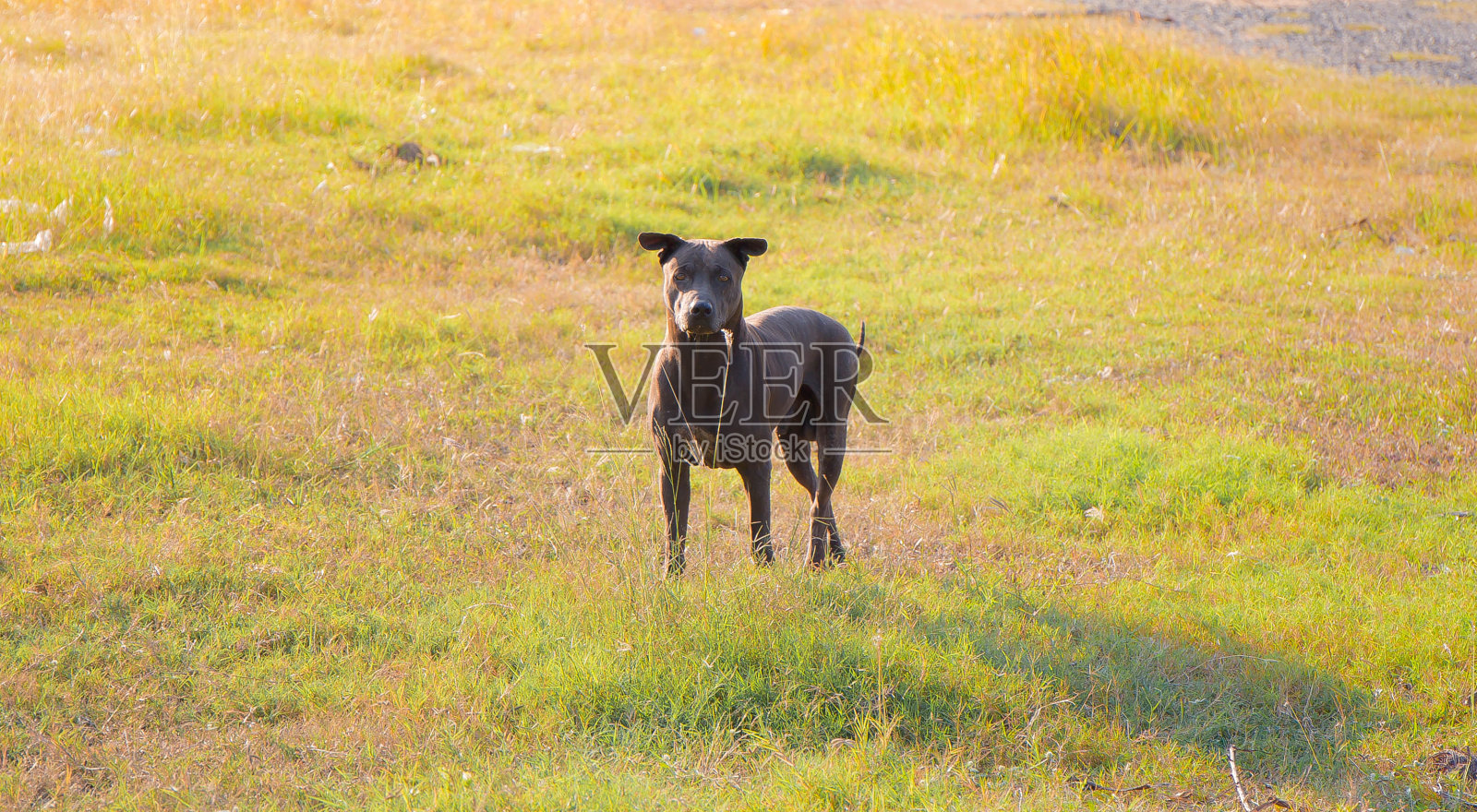 流浪狗照片摄影图片
