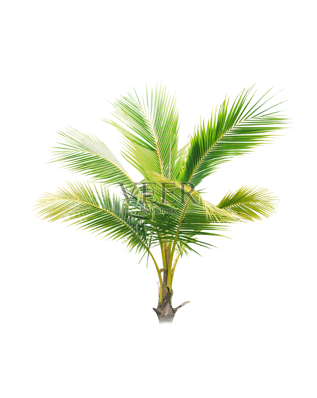 亚洲的树木孤立在白色背景上照片摄影图片