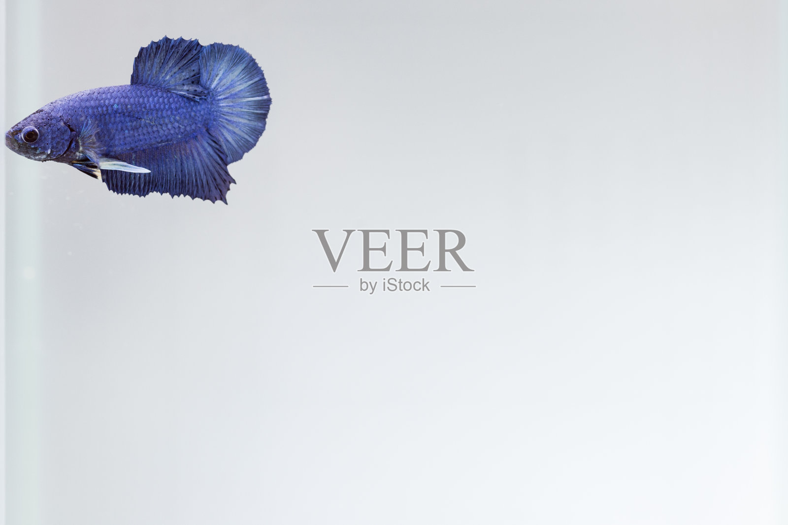 暹罗斗鱼照片摄影图片