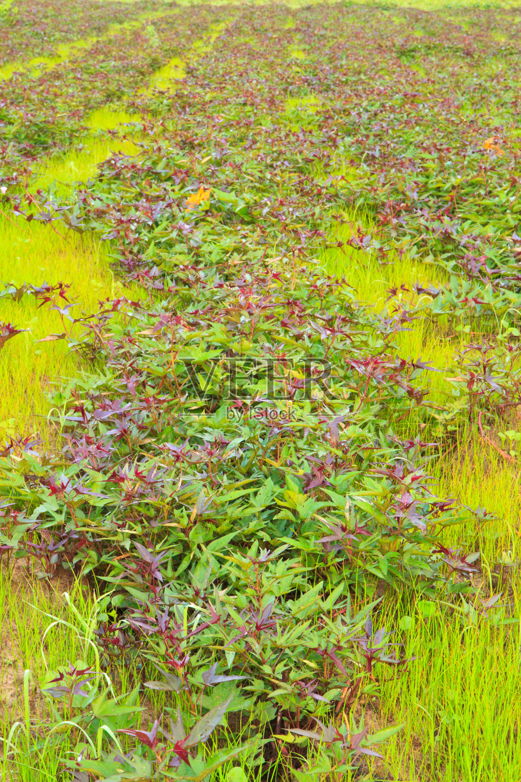 红薯照片摄影图片