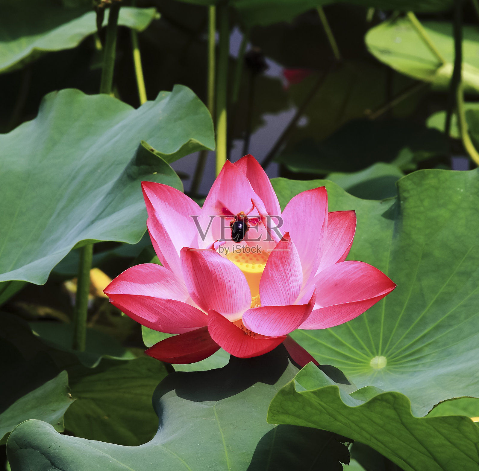 莲花和蜜蜂照片摄影图片