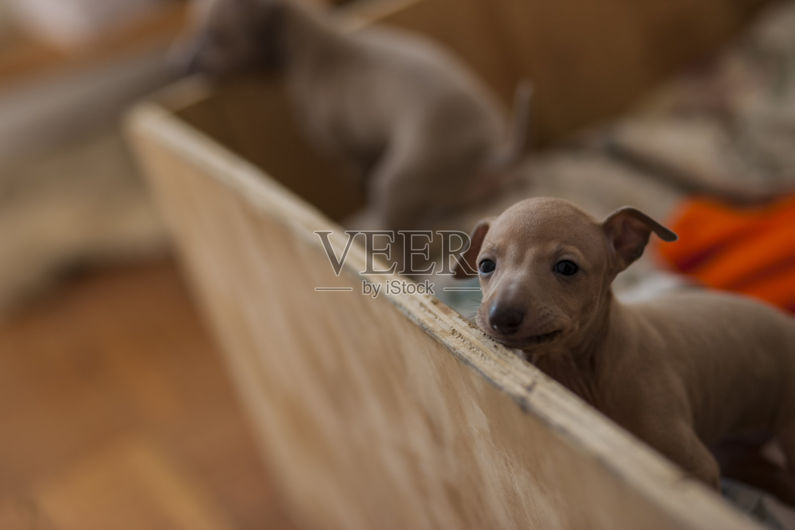 意大利灵缇犬小狗照片摄影图片