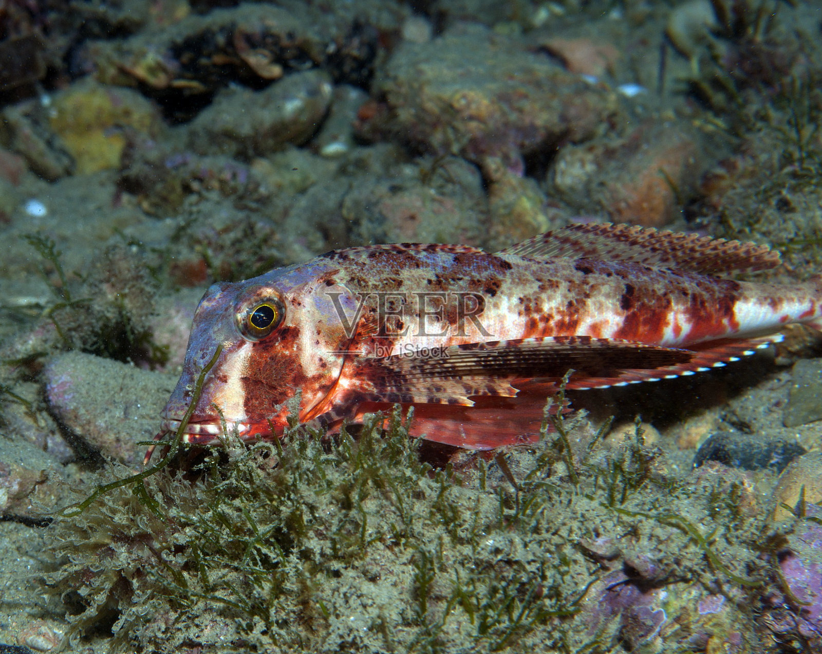 格纳德鱼游到海里照片摄影图片