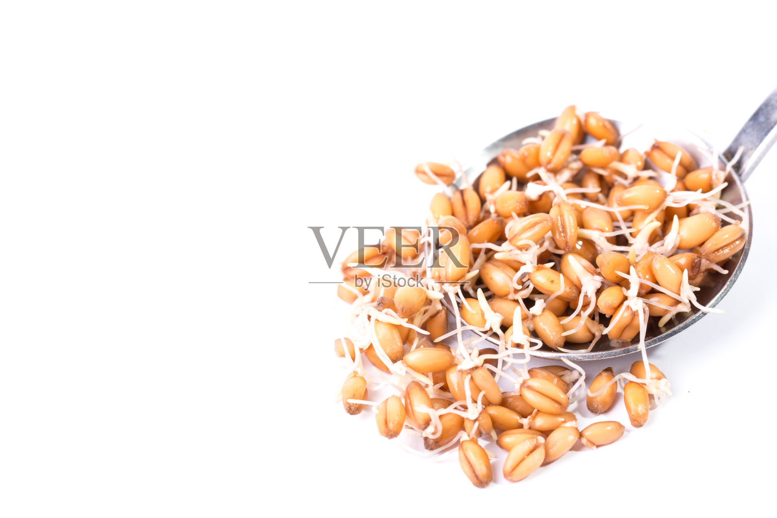 发芽小麦照片摄影图片