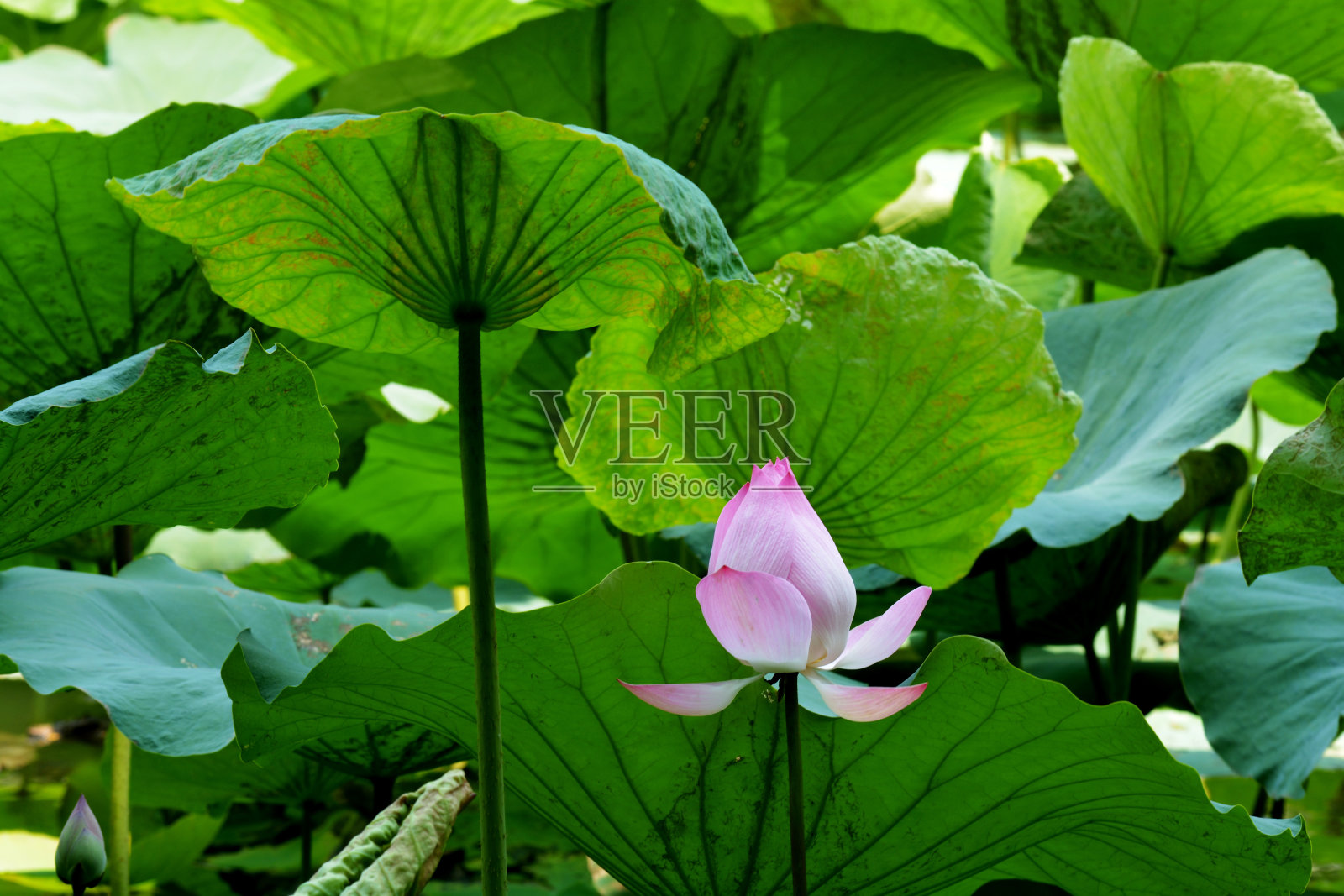 Lotus罕见的花。纯洁的象征。照片摄影图片