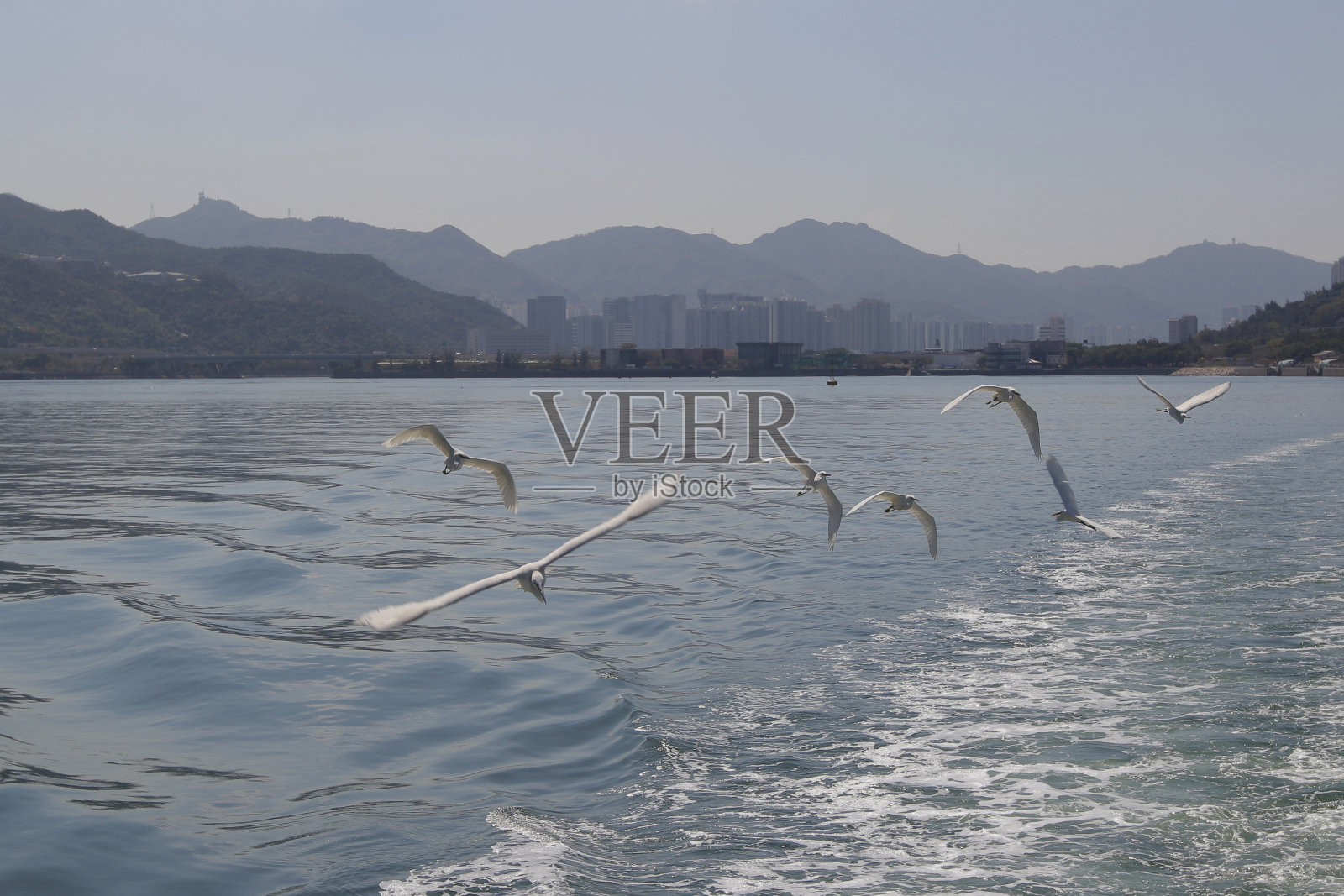 吐露港照片摄影图片