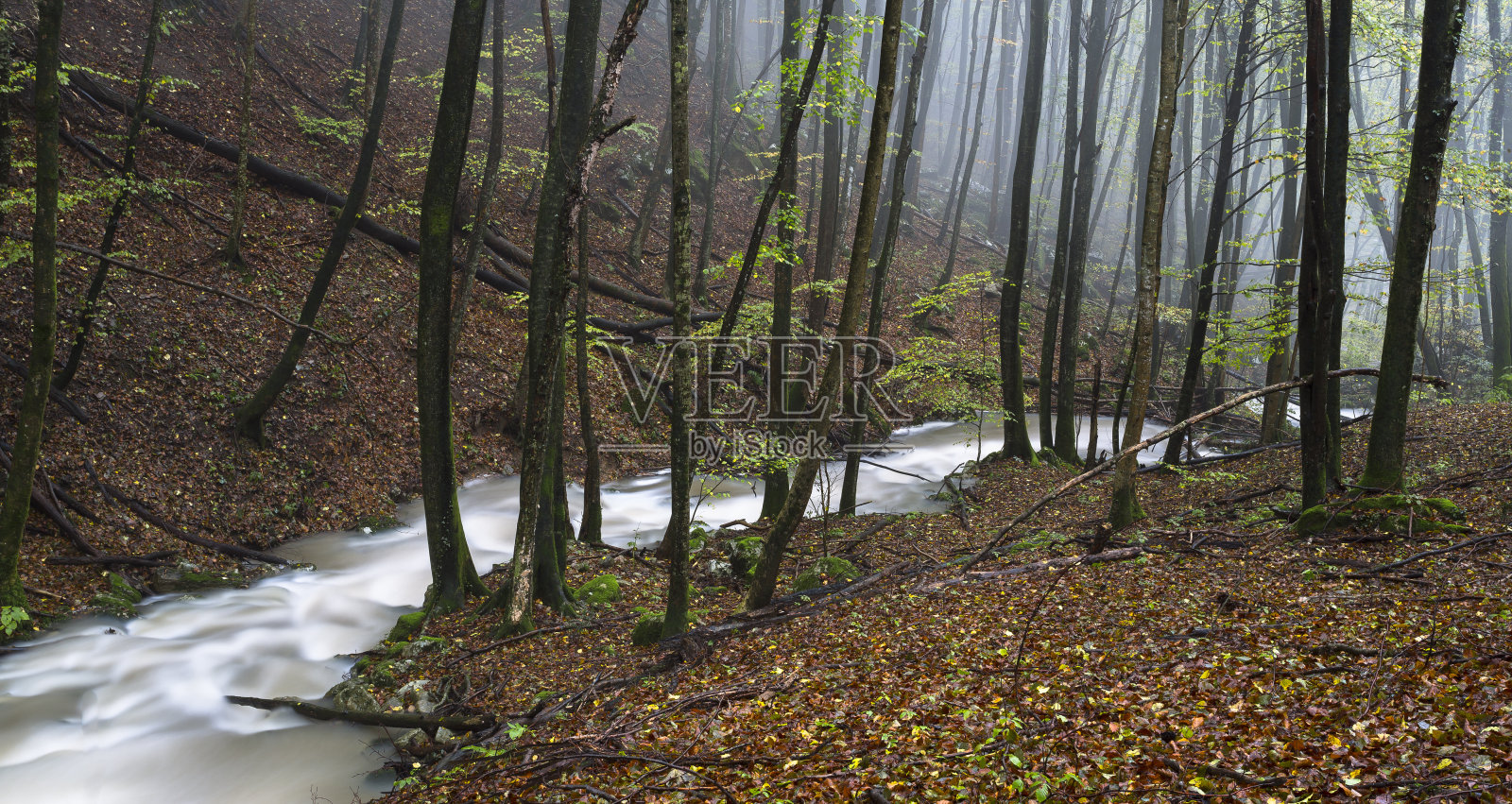 秋水穿过树林照片摄影图片