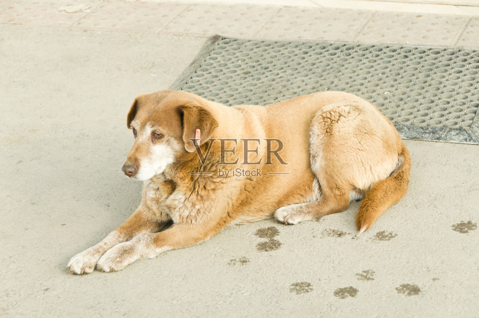 街上的流浪狗照片摄影图片