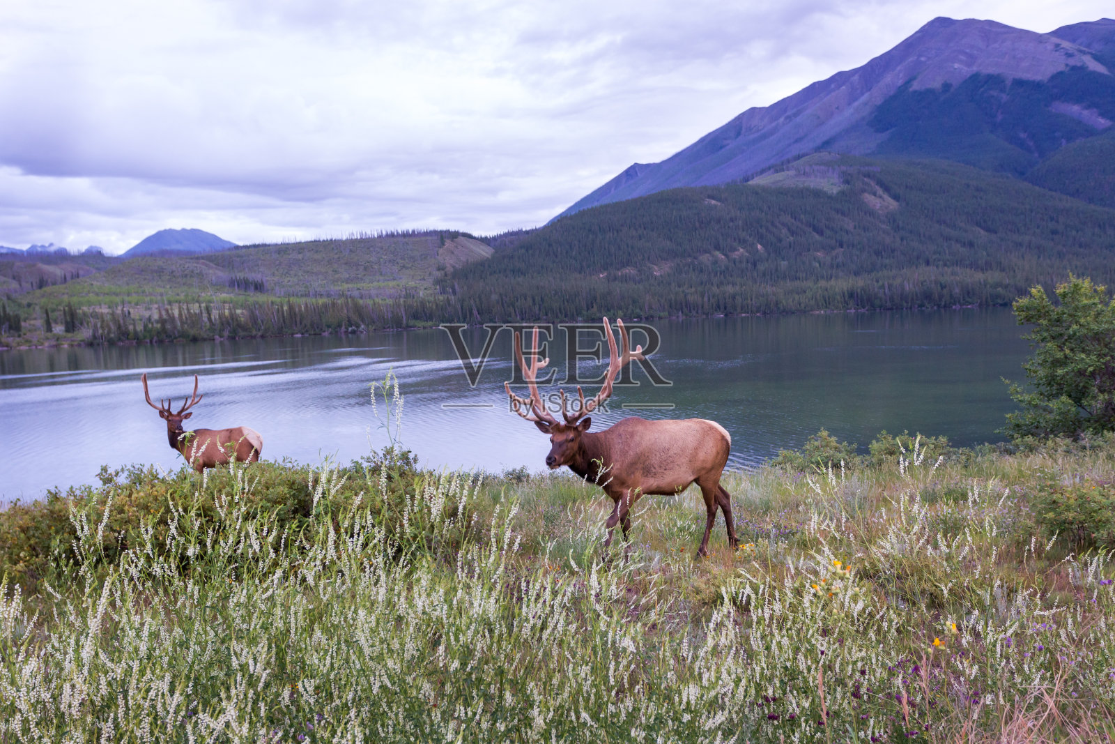 麋鹿湖附近照片摄影图片