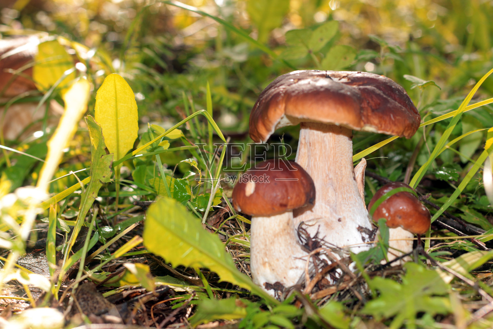 在自然界中收集牛肝菌照片摄影图片