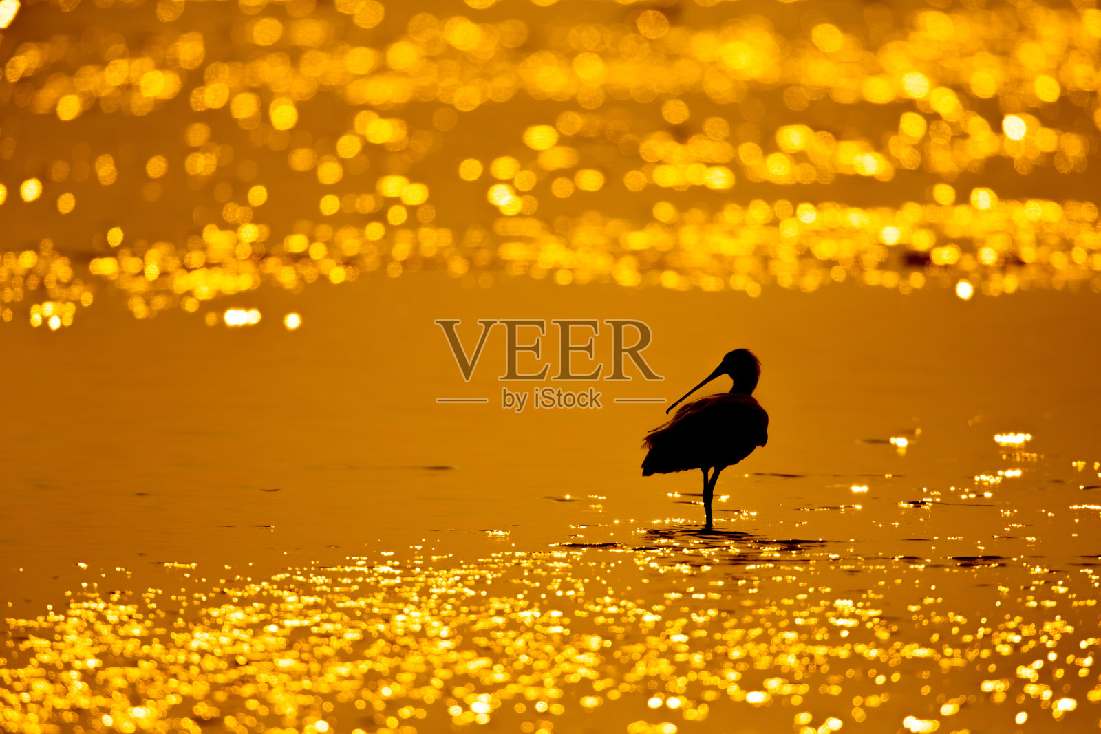 黑脸琵鹭在海中觅食的剪影照片摄影图片