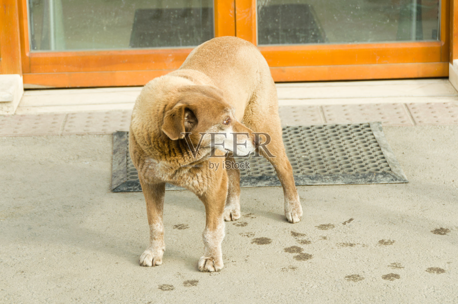 街上的流浪狗照片摄影图片