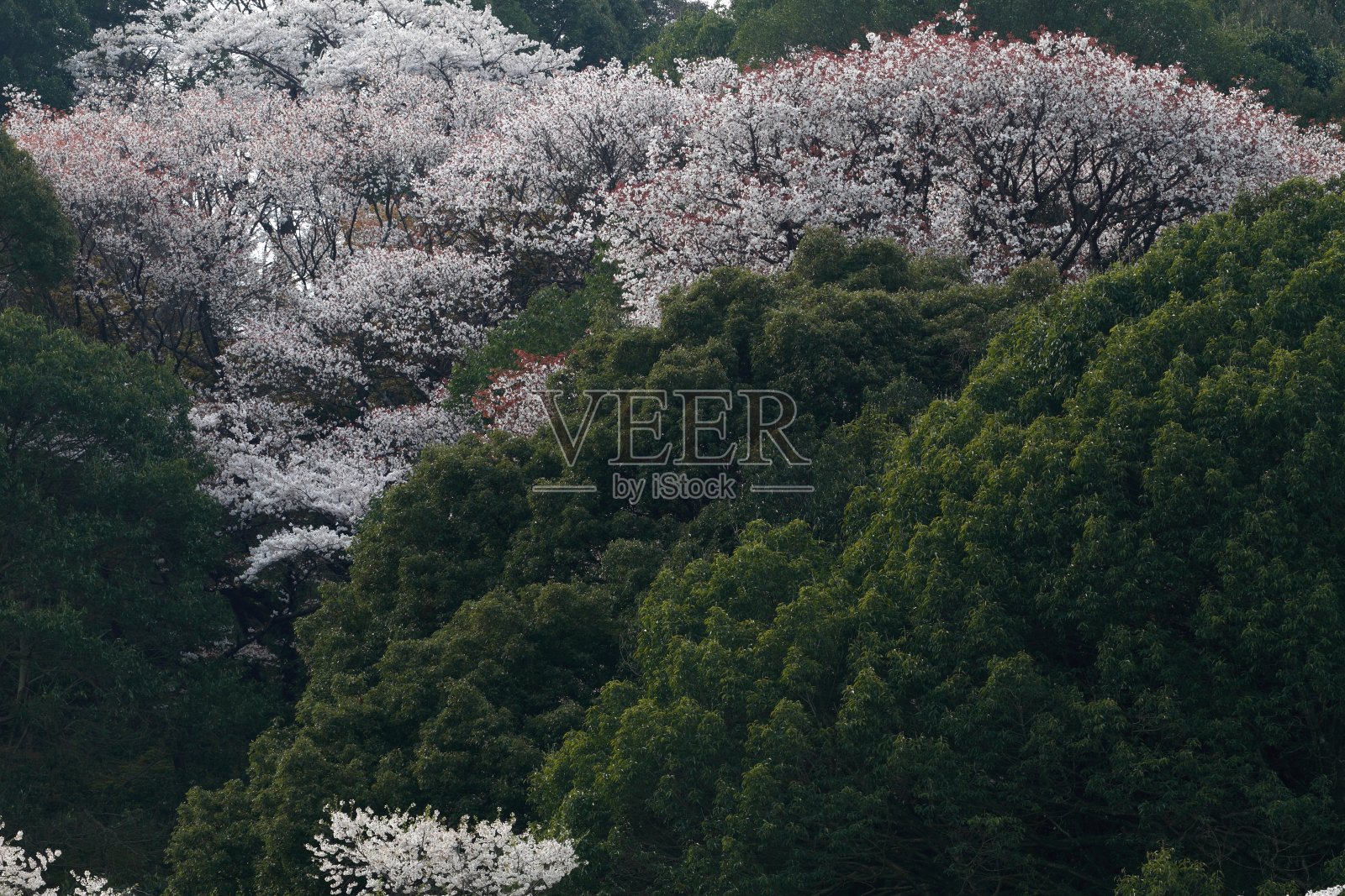 灌木丛和野生樱花照片摄影图片