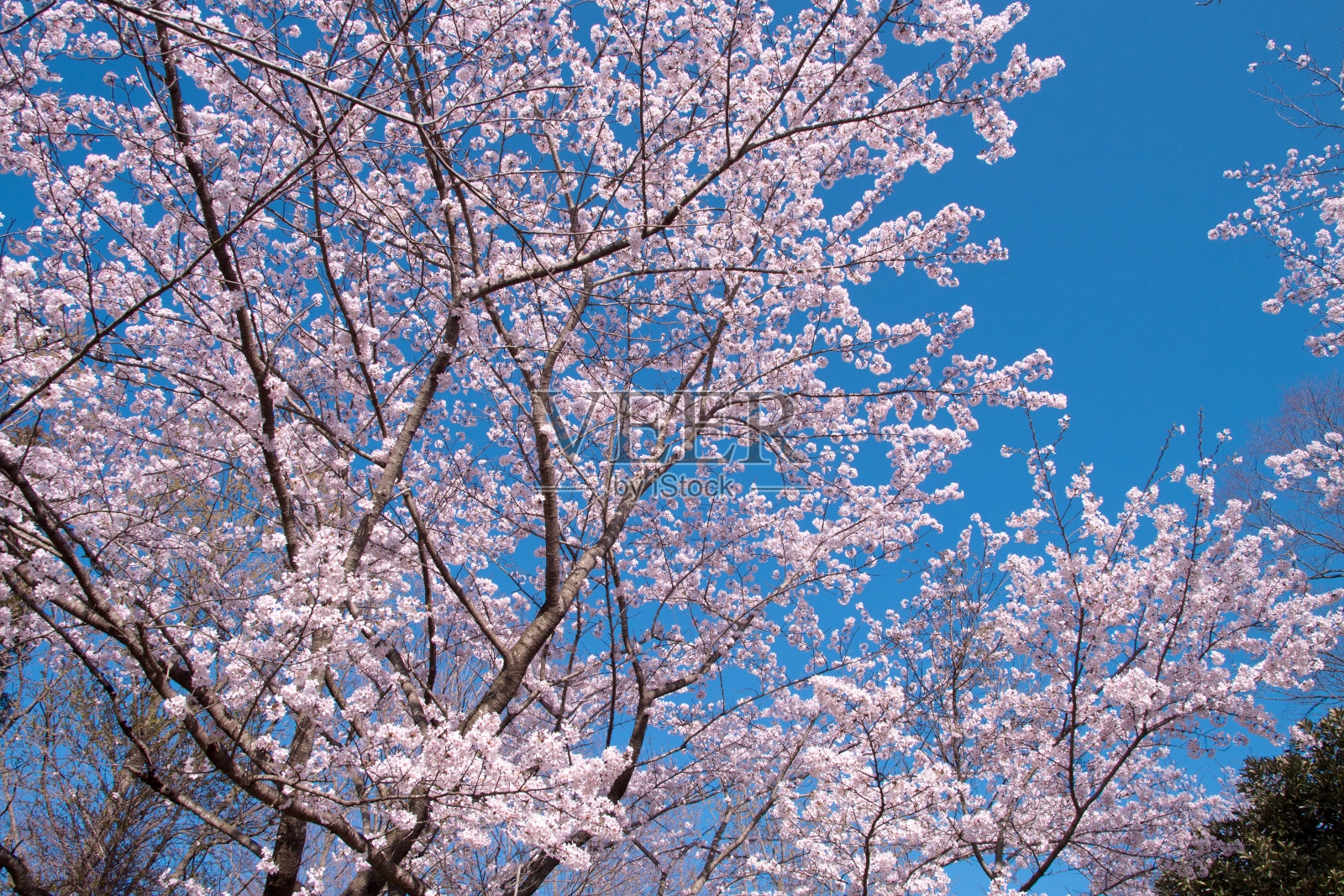 春天粉红色樱花与蓝天背景照片摄影图片