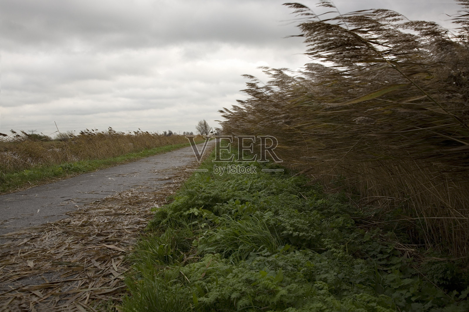 芦苇的边缘在大风中弯曲照片摄影图片