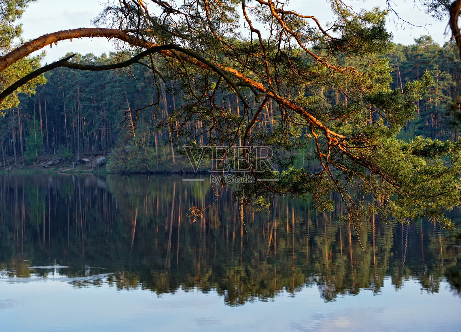 日落时湖面上的松树枝照片摄影图片