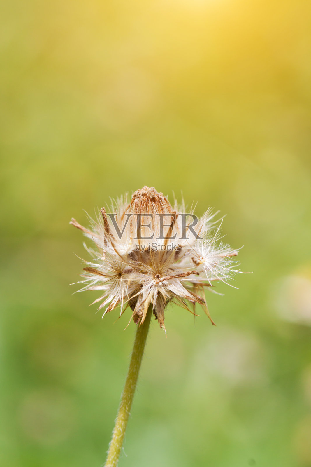 花园里的花照片摄影图片