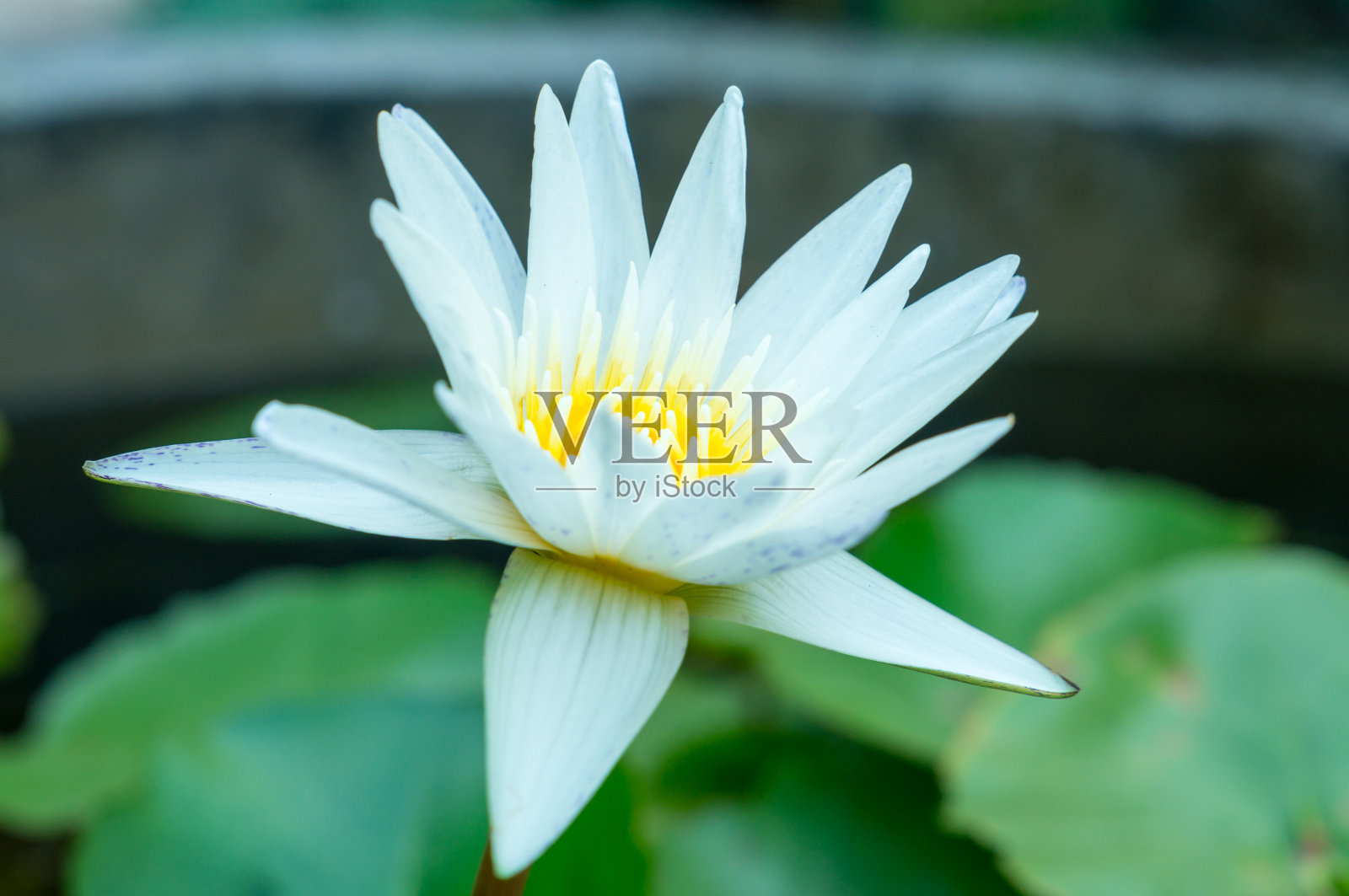 池塘里的白莲花照片摄影图片