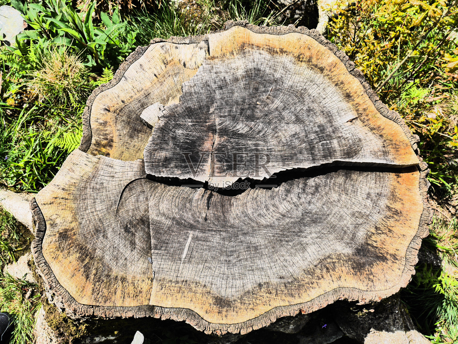 橡树照片摄影图片