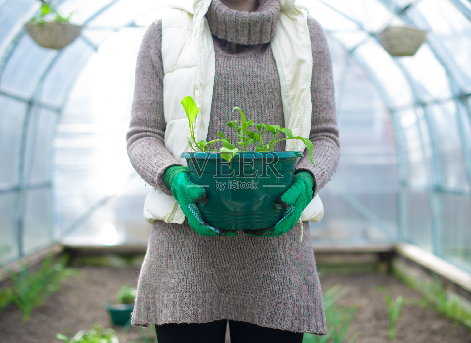女人的手捧着花盆，里面装着秧苗。照片摄影图片