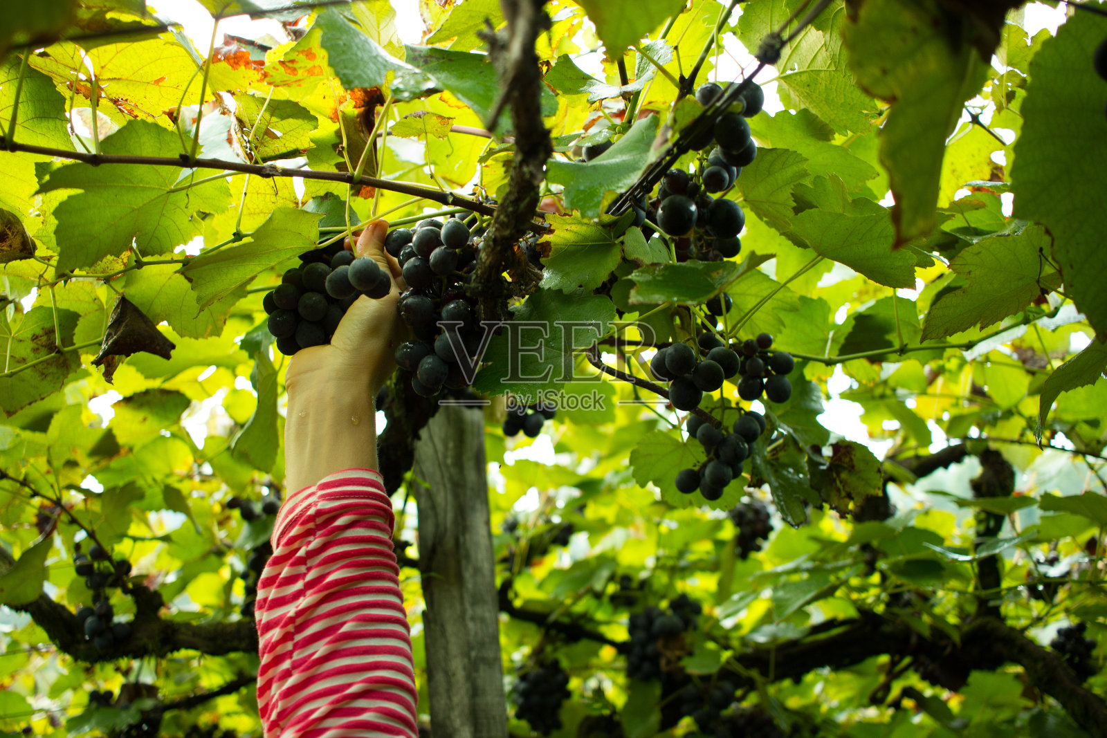 葡萄收获-女人的手收集葡萄照片摄影图片