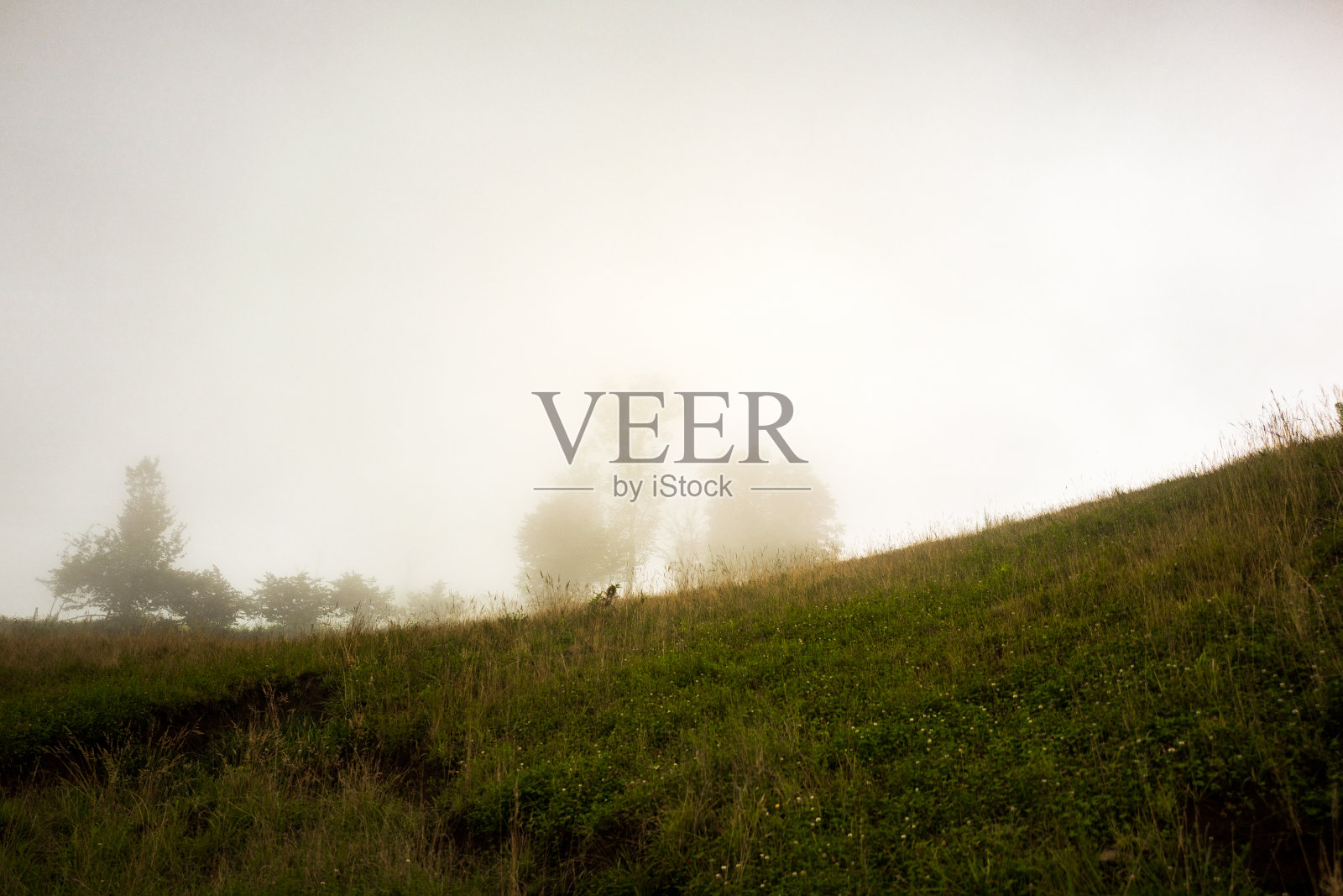 雾中的树木照片摄影图片