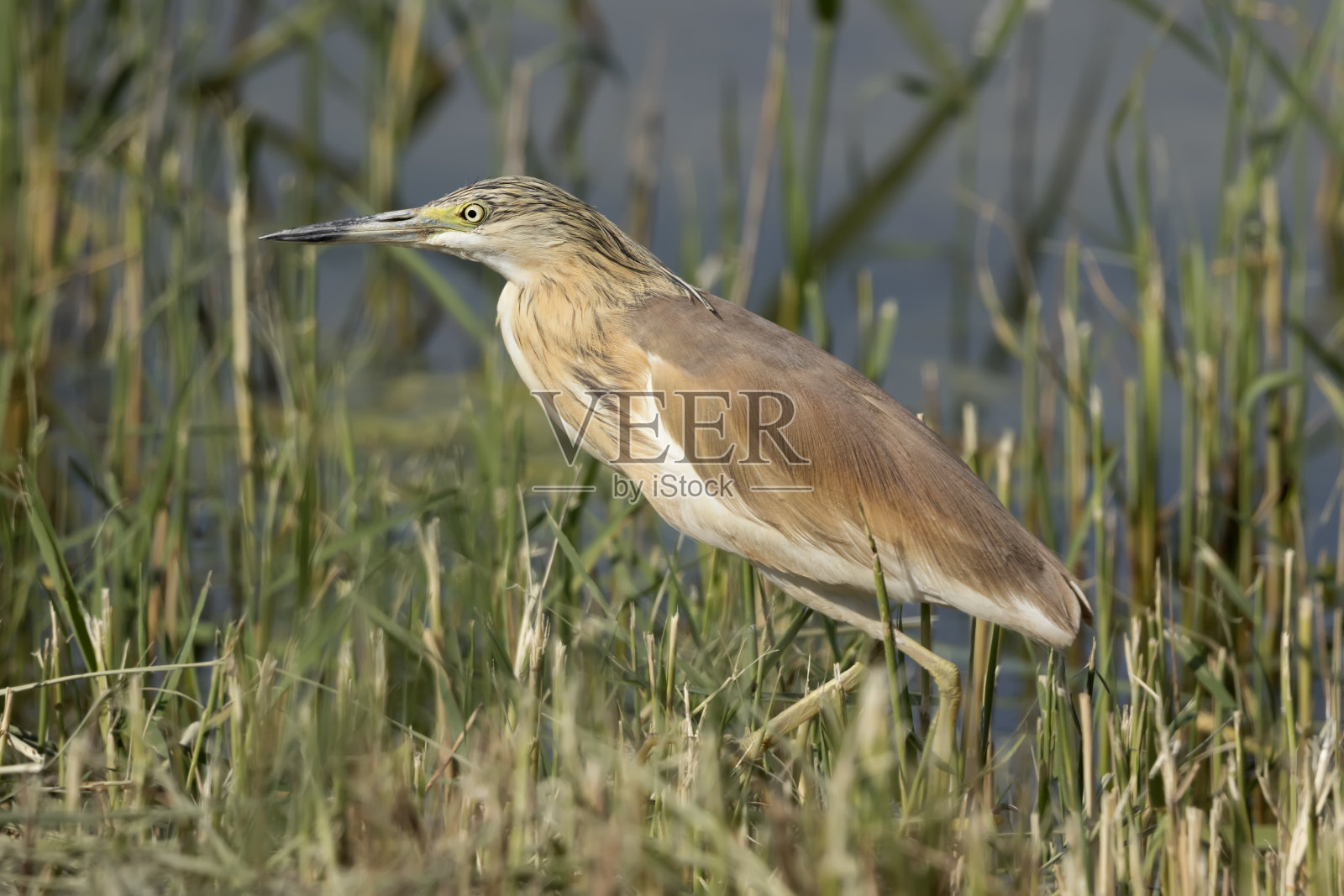 芦苇中的Squacco Heron照片摄影图片