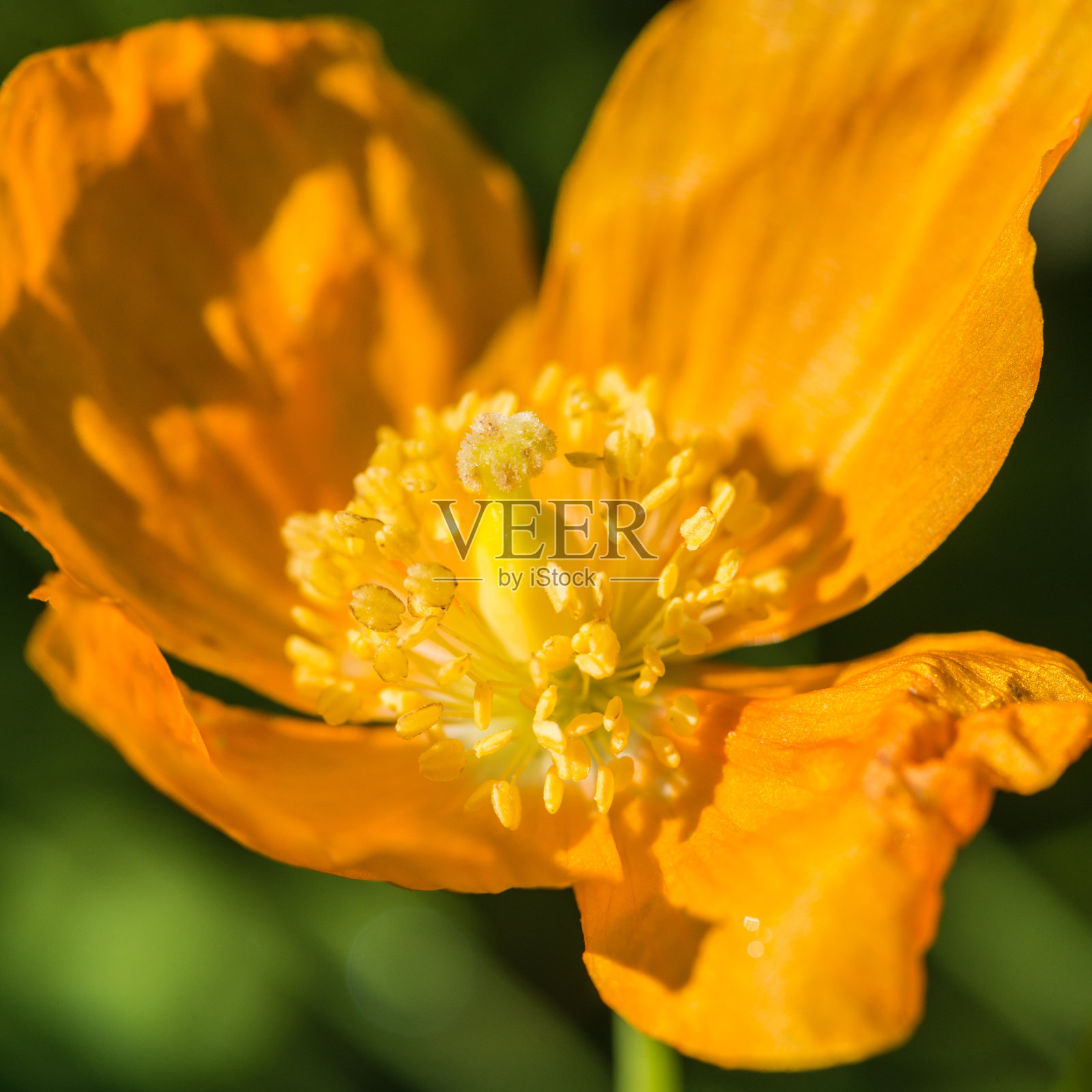 仍然执行照片摄影图片