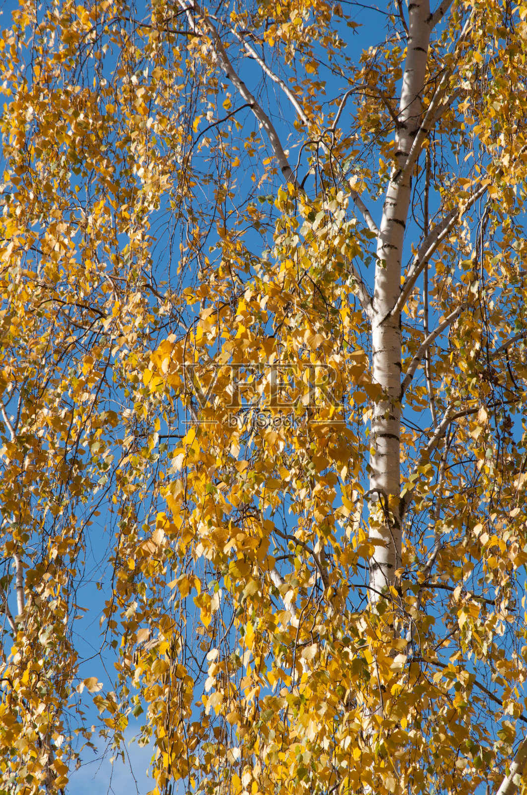 桦树秋天照片摄影图片