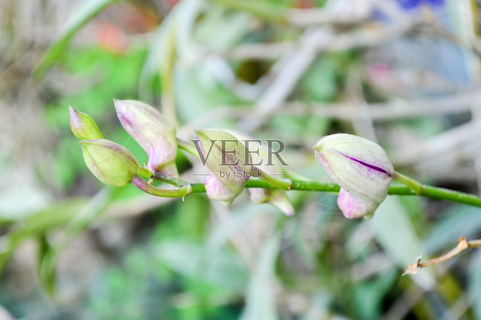 芽兰花的花照片摄影图片