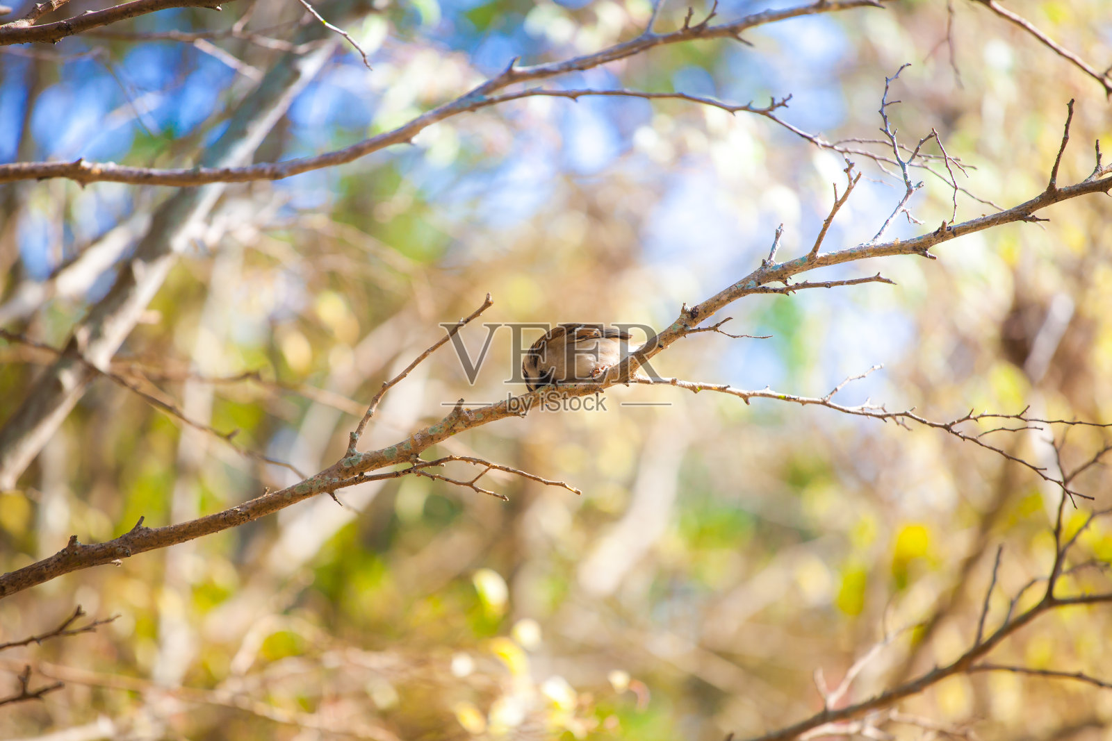 麻雀照片摄影图片