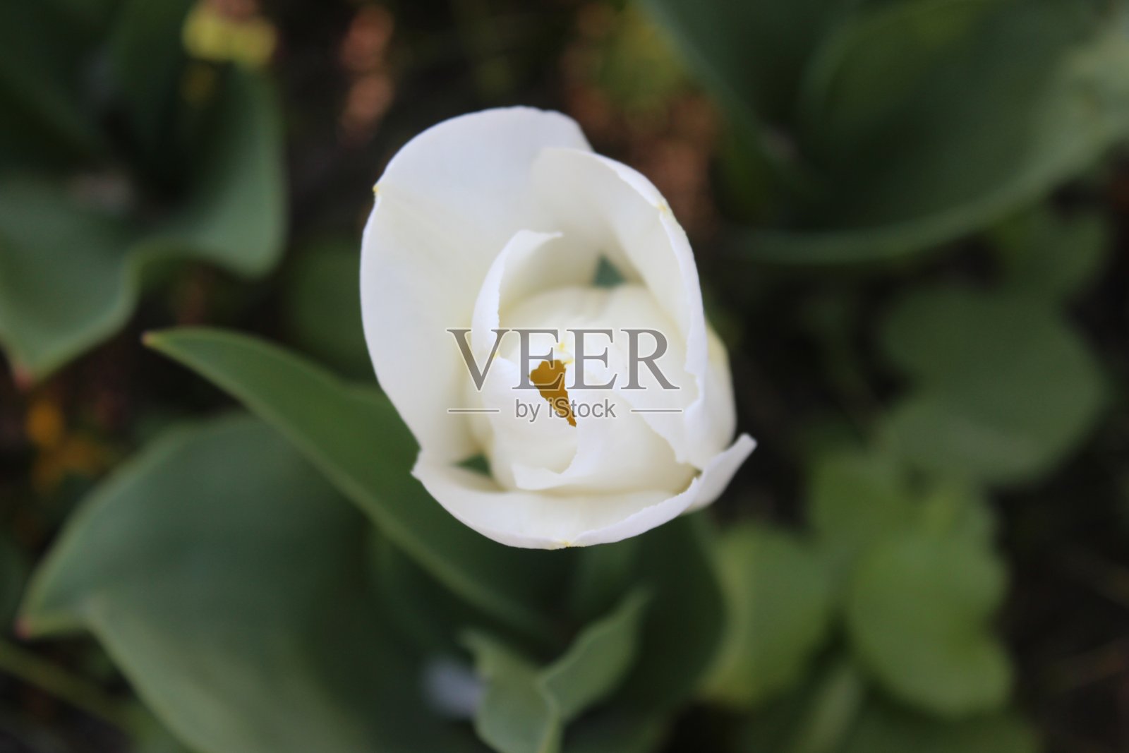 郁金香照片摄影图片