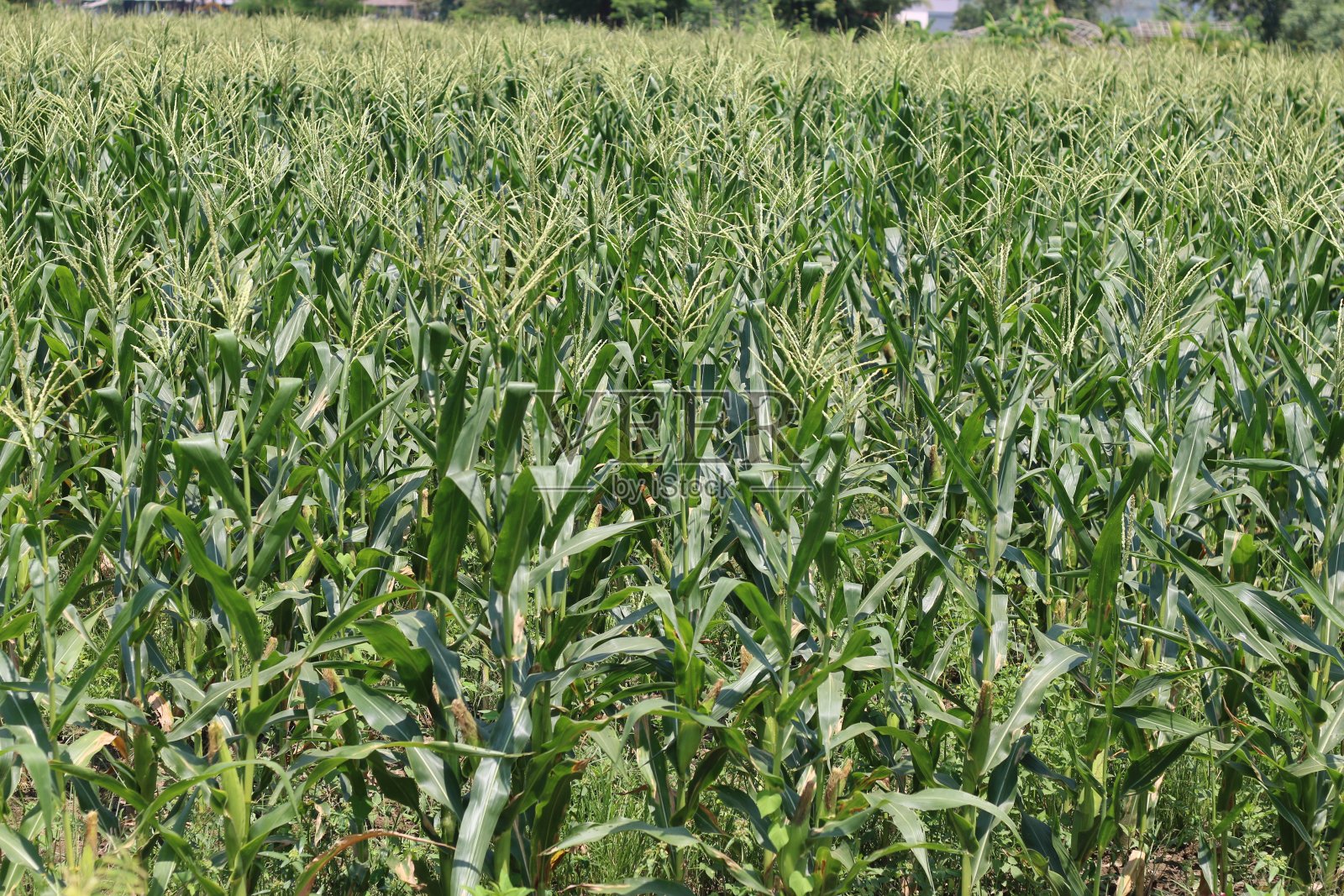 玉米田照片摄影图片