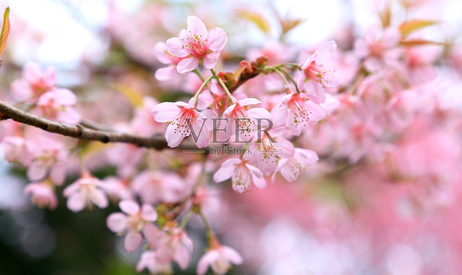 樱花照片摄影图片