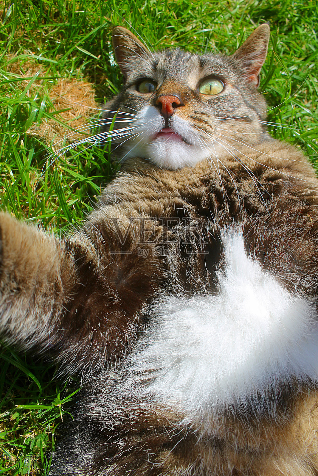 猫照片摄影图片