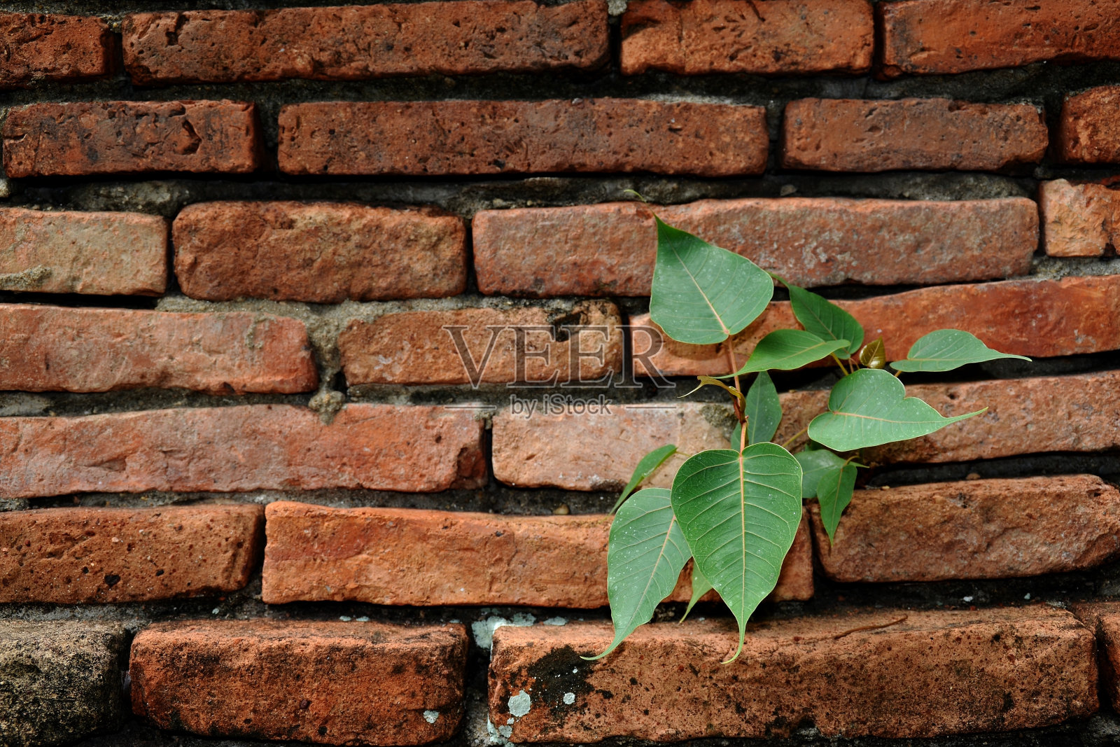 的菩提树照片摄影图片