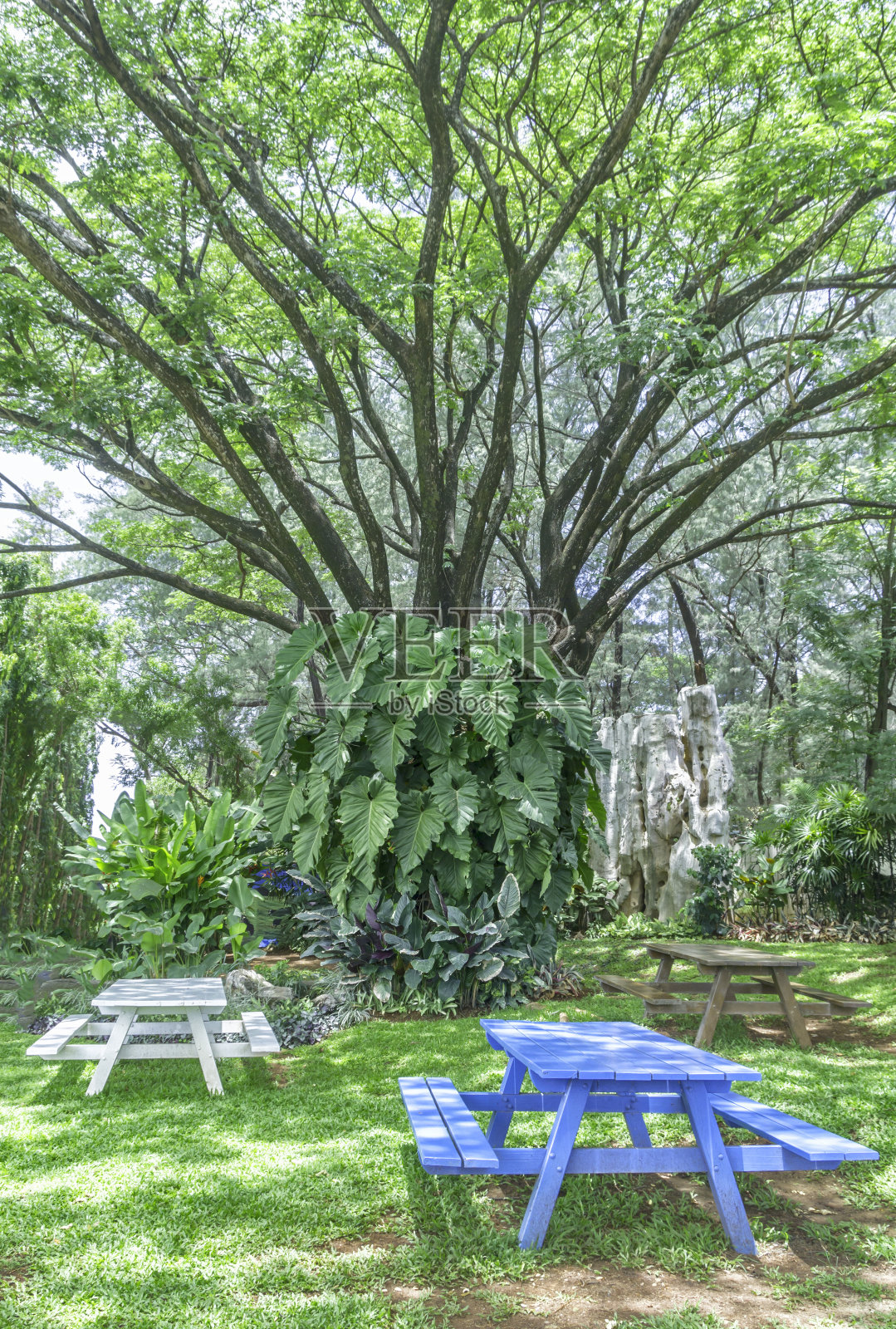 长椅和树木照片摄影图片