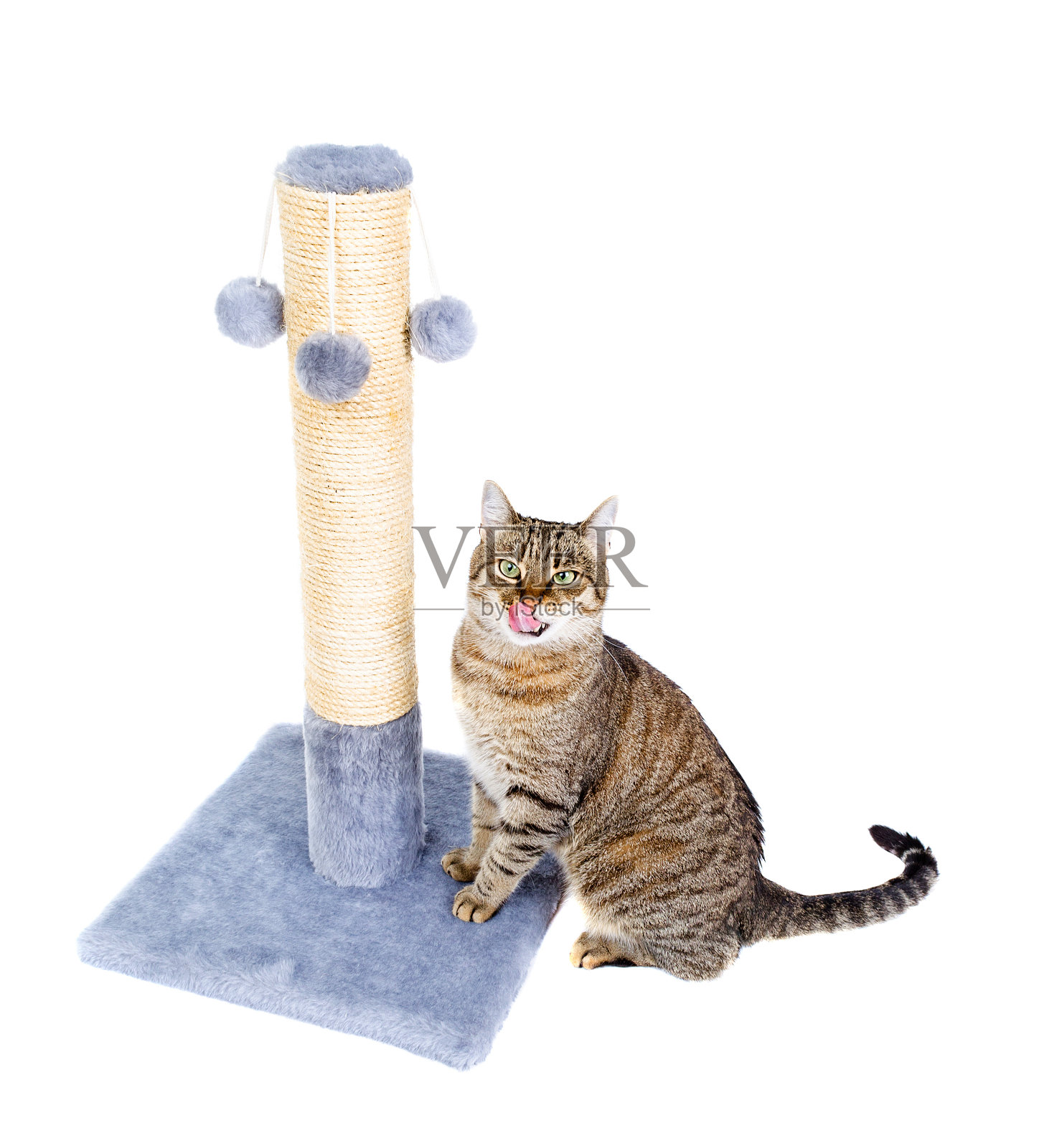 猫孤立白色舔。照片摄影图片