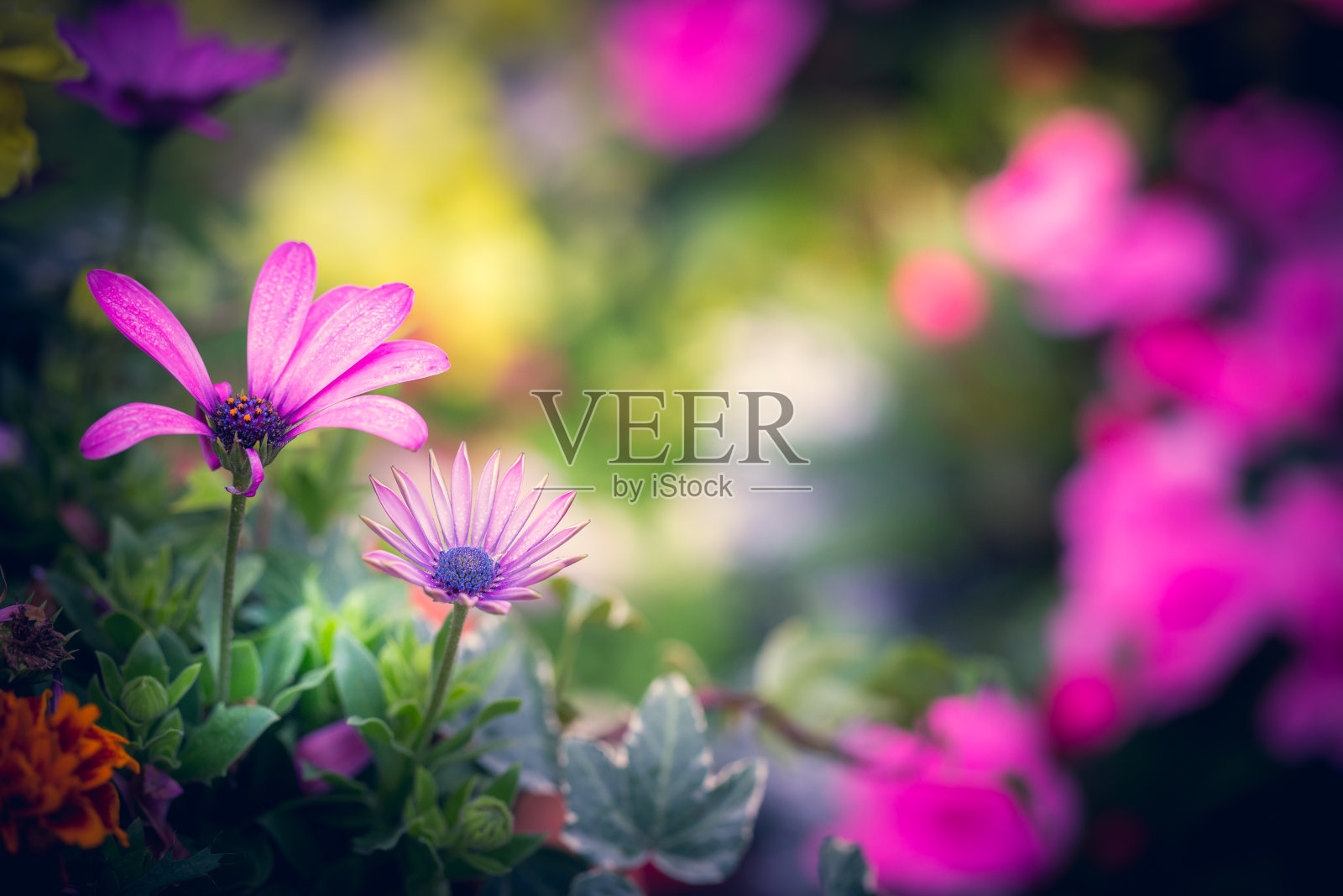 美丽的宇宙花宏图像照片摄影图片