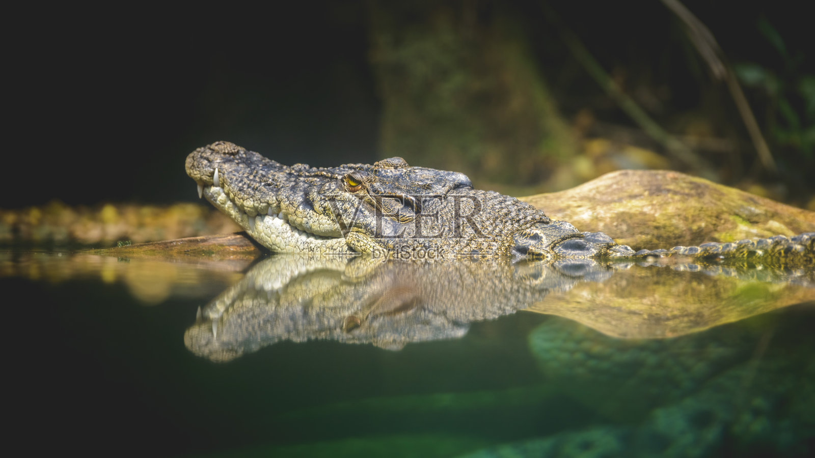 鳄鱼照片摄影图片