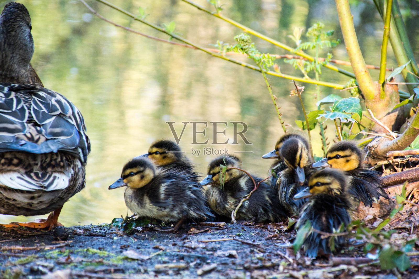 小鸭子们跟着鸭妈妈来到水里照片摄影图片
