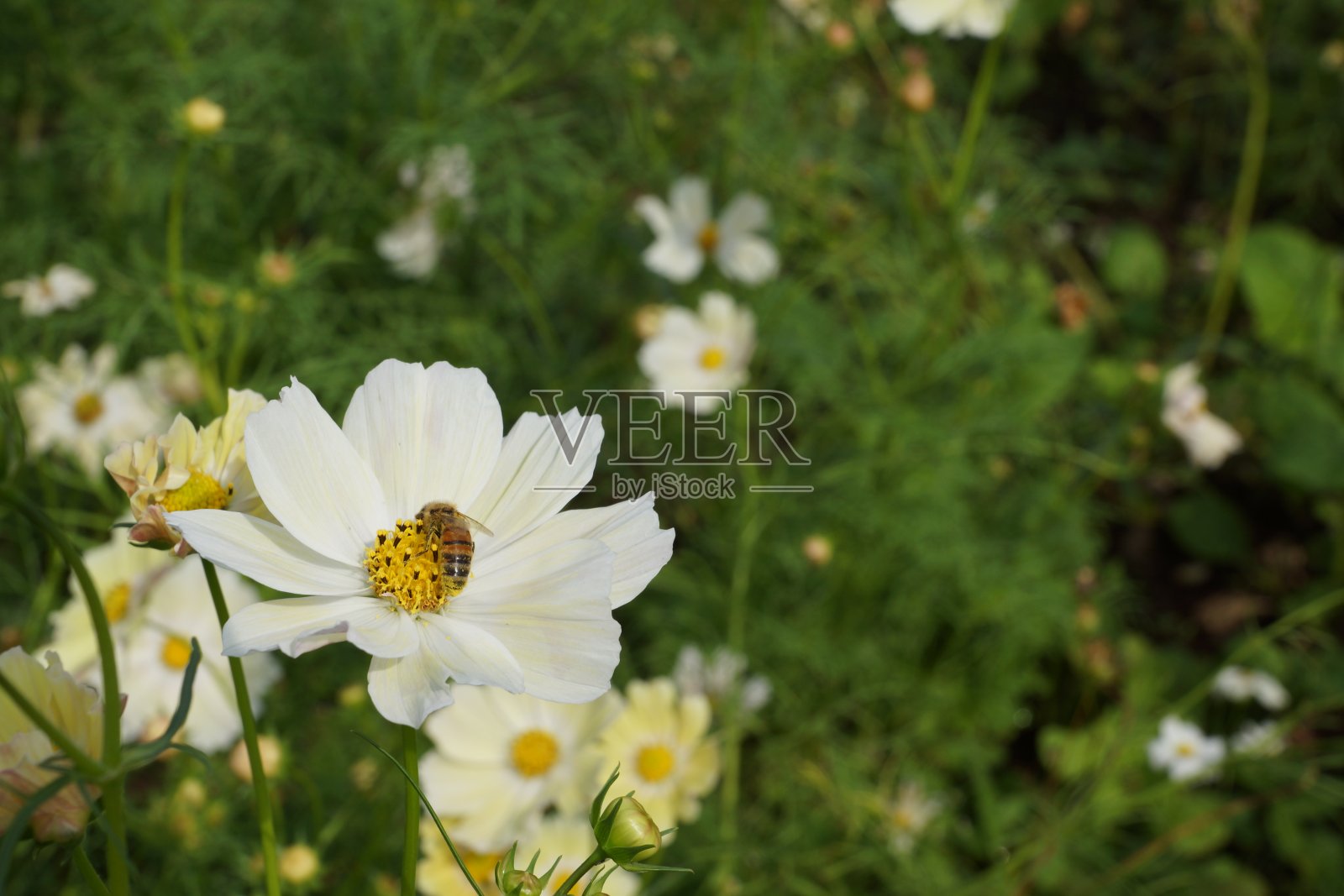 宇宙花领域照片摄影图片