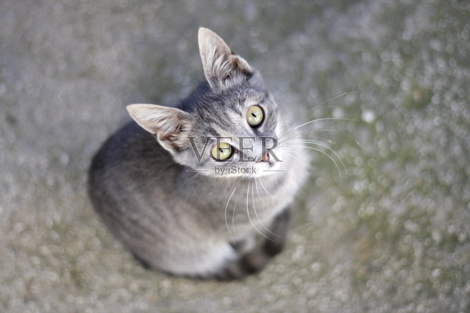 灰色的小猫照片摄影图片