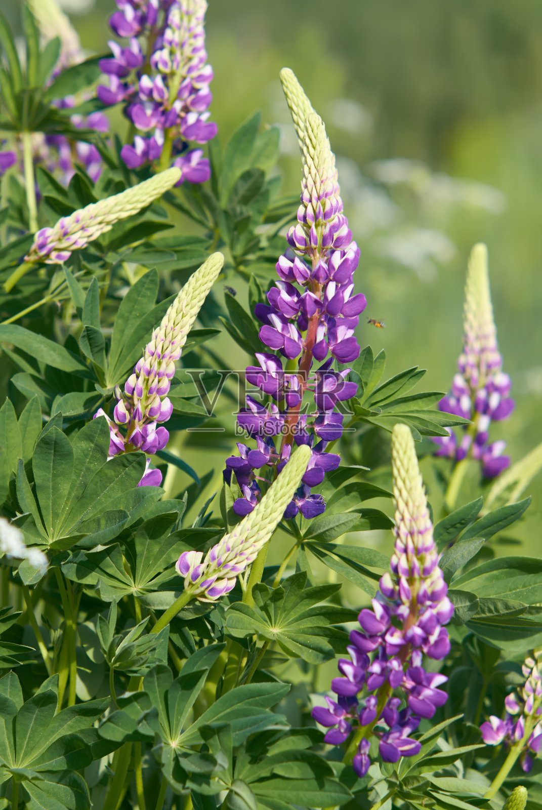 花在夏天照片摄影图片