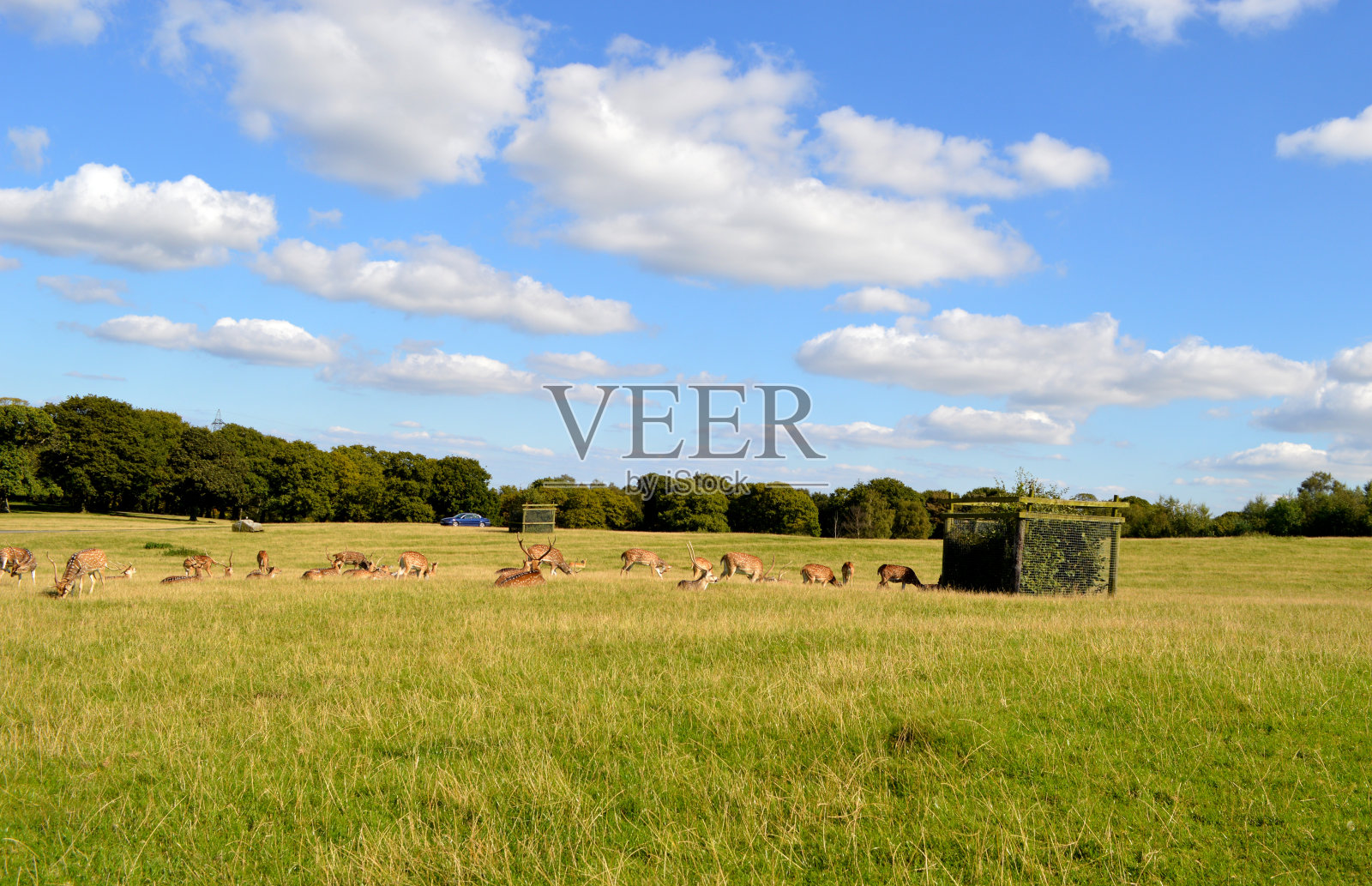 野生动物景观照片摄影图片