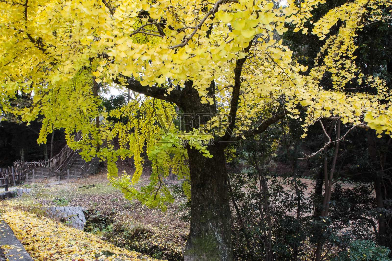 银杏的秋叶照片摄影图片