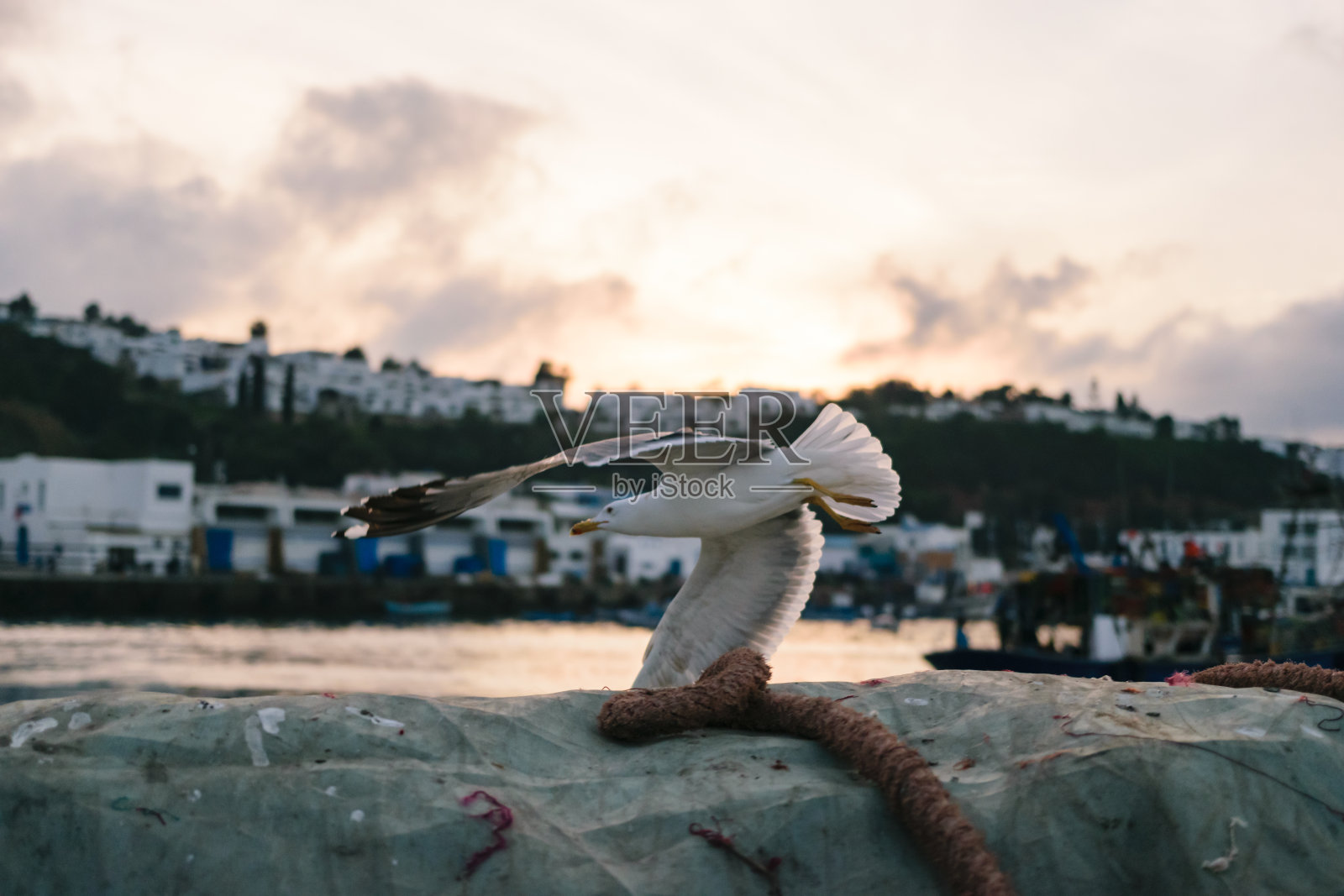 海鸥在露水下起飞，摩洛哥M'Diq照片摄影图片
