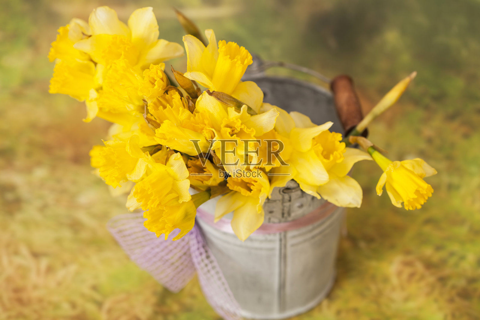 桶里的黄色水仙花照片摄影图片