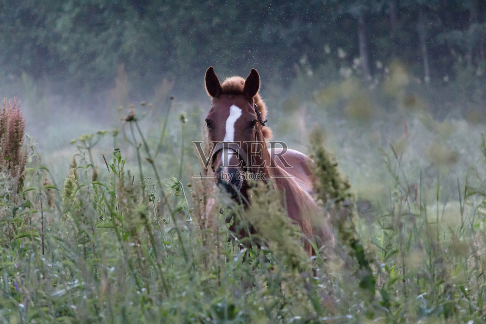 马的照片照片摄影图片